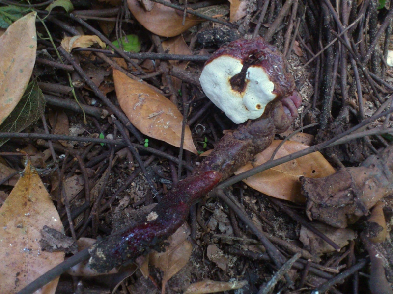 strano Ganoderma parte due